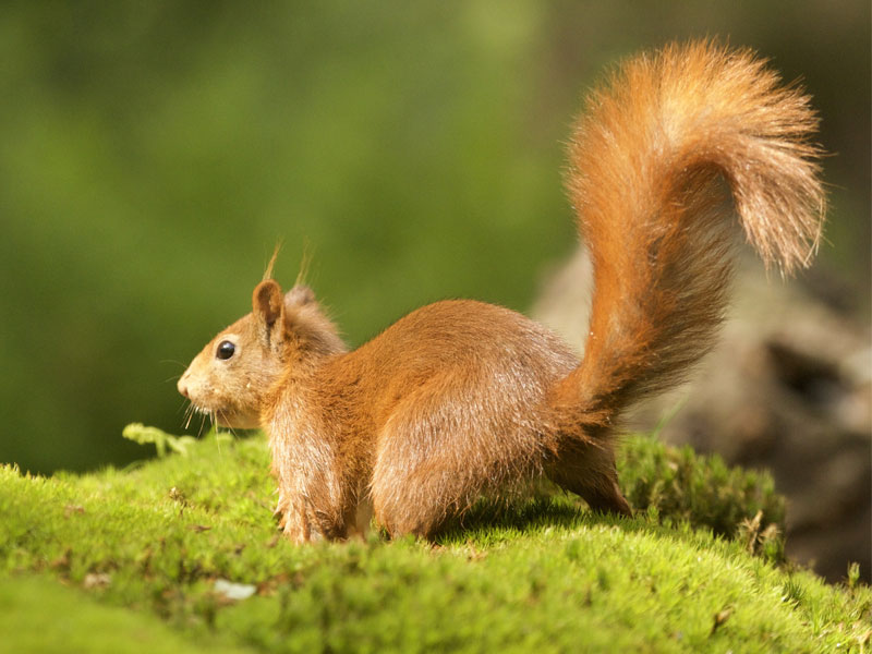 Malabar-Giant-Squirrels