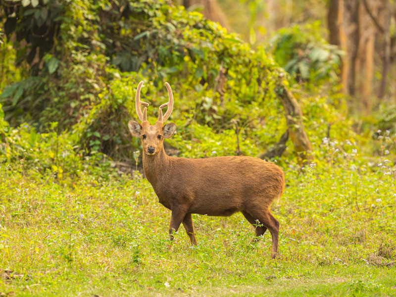 Sambar-Deer