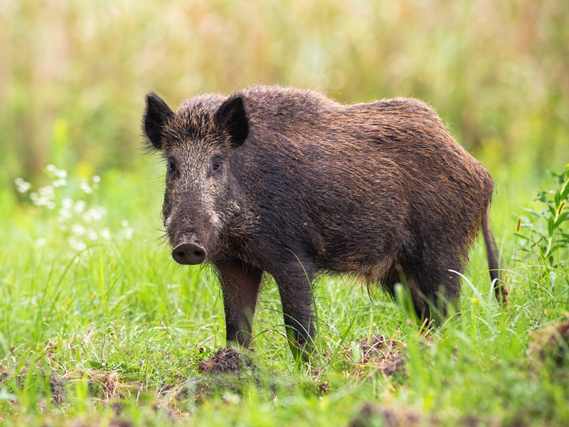 Wild-Boar